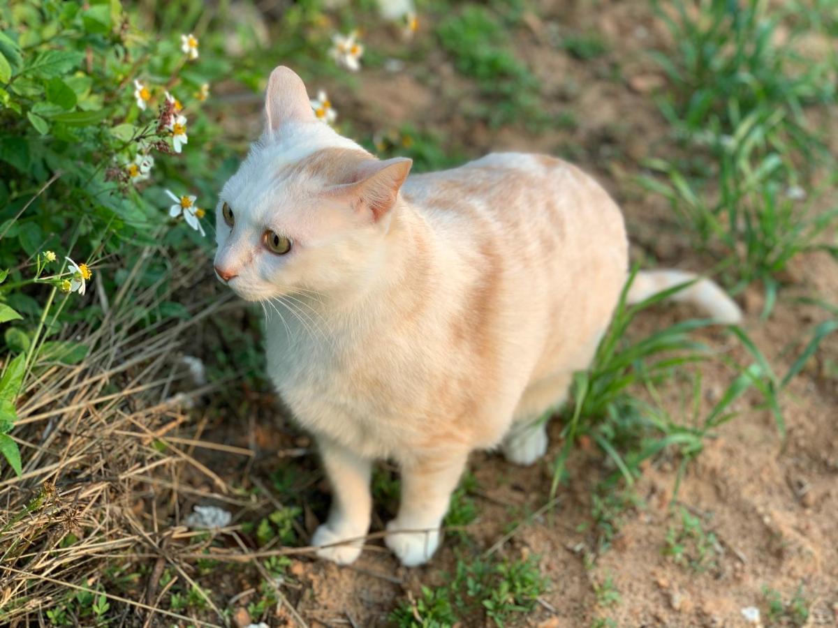 White Cat B&B Jinning Exterior photo